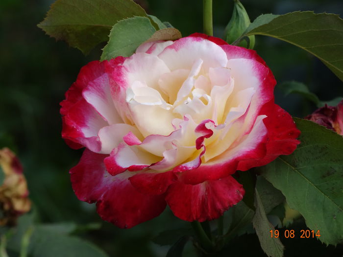 DSC07157 - Trandafiri 2014