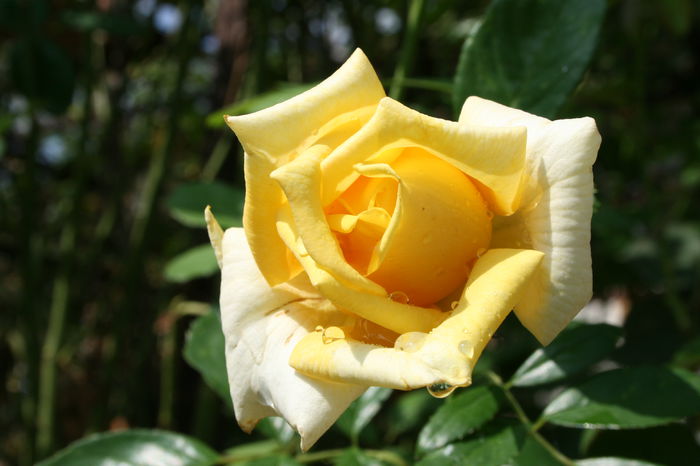 24.08.2014 055 - Flori 2014