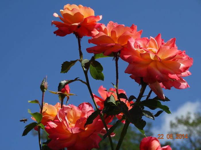 DSC07242