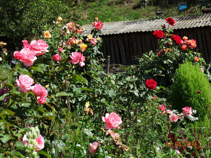DSC07236