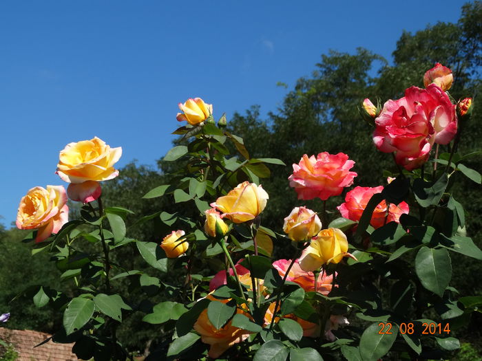 DSC07247