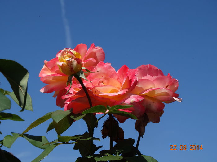 DSC07248