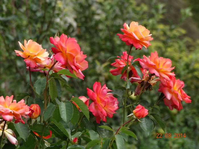 DSC07250