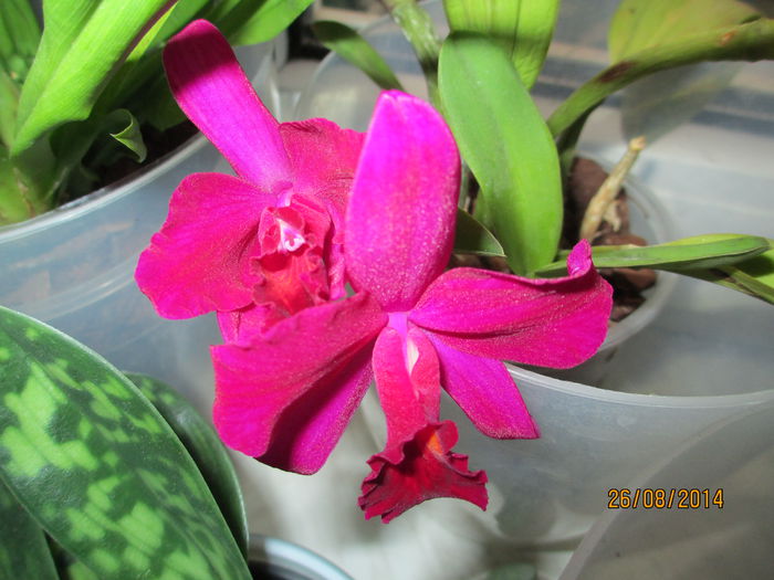 cattleya mov 2014.08.26 2