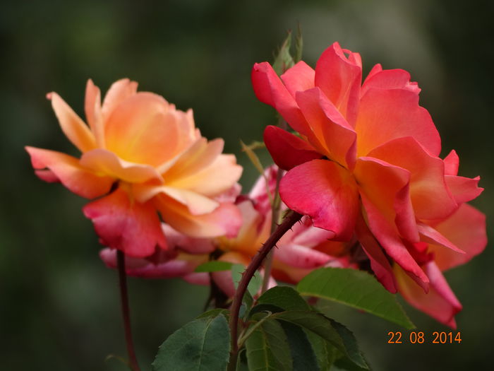 DSC07254
