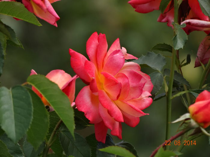 DSC07253