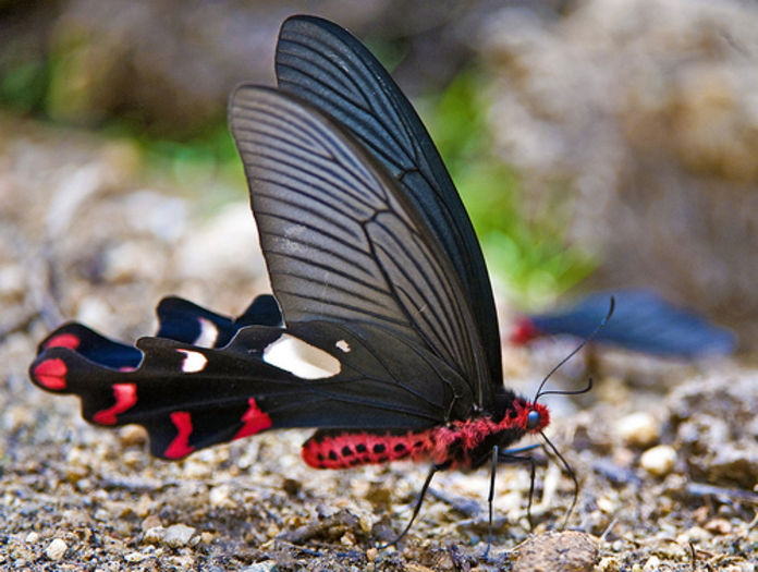 Atrophaneura dasarada