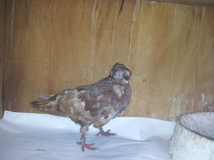 113319 - pui 2014 BM