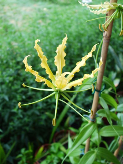 Gloriosa Lutea - Gloriosa lutea