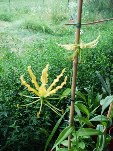 Gloriosa Lutea