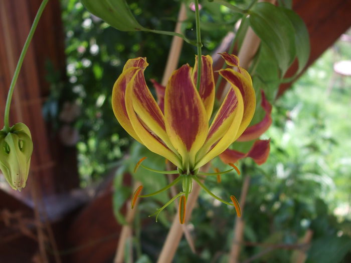 Gloriosa Carsonii