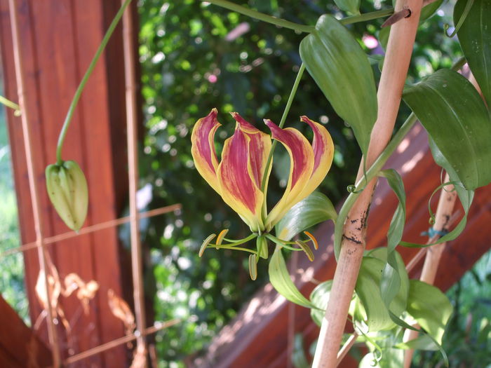 Gloriosa Carsonii