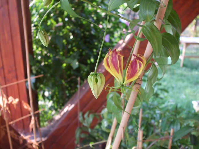 Gloriosa Carsonii