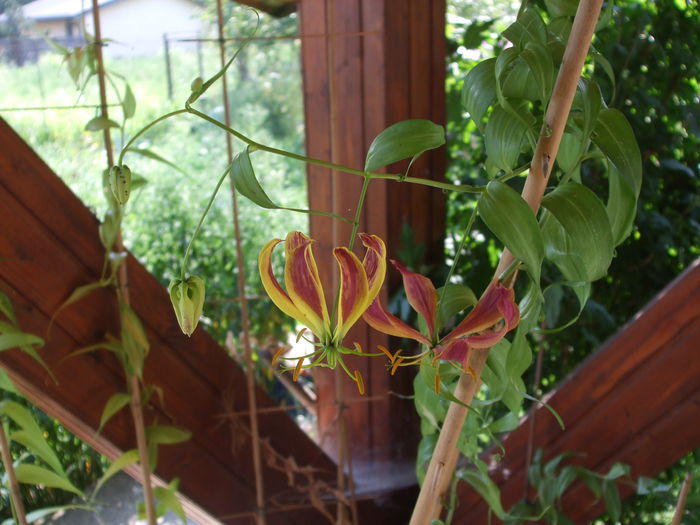 Gloriosa Carsonii