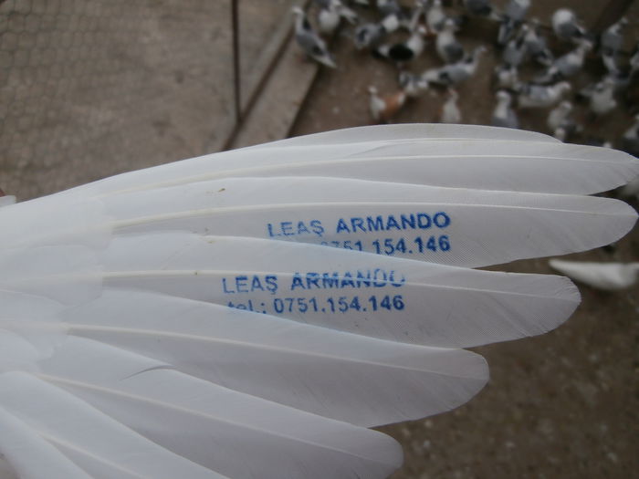 Porumbel personalizat ;)169975