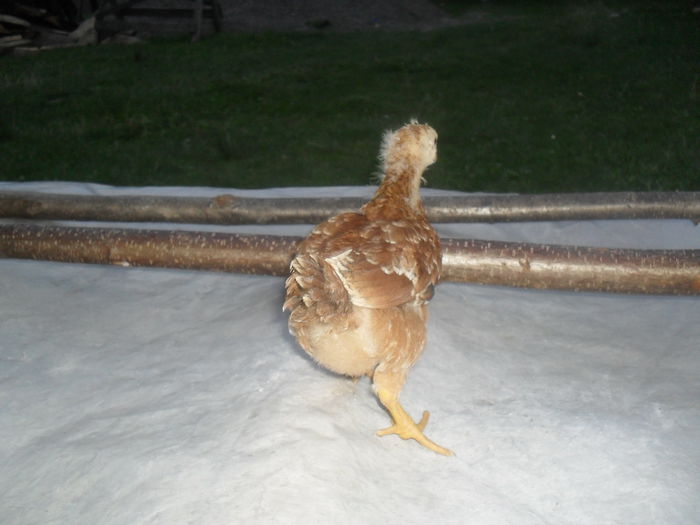 la o luna (10) - Pui