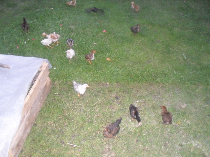 la o luna (11) - Pui