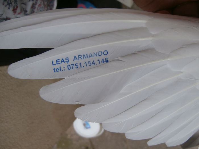 Porumbel personalizat ;)169975 - F- PUI 2014