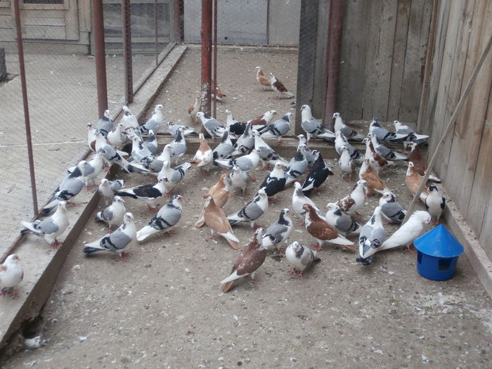Tineret 2014 - F- PUI 2014