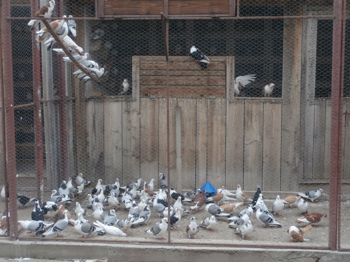 Tineret 2014