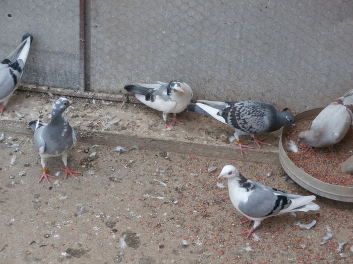 Tineret 2014 Lot de Zbor