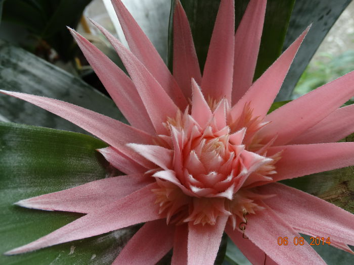 DSC06432 - Aechmea in 2014