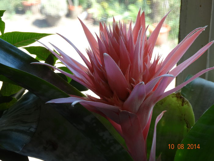 DSC06624 - Aechmea in 2014