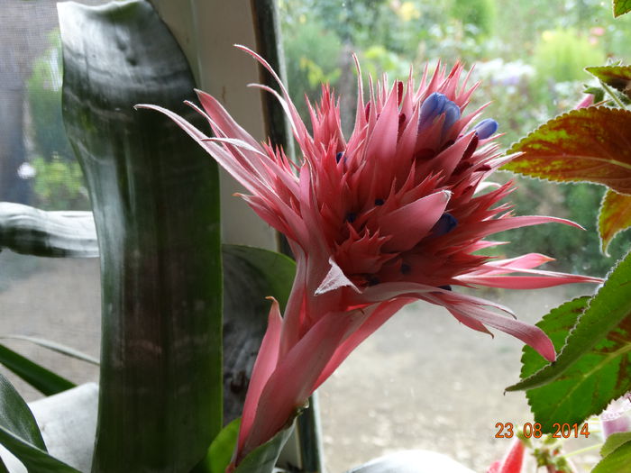 DSC07276 - Aechmea in 2014