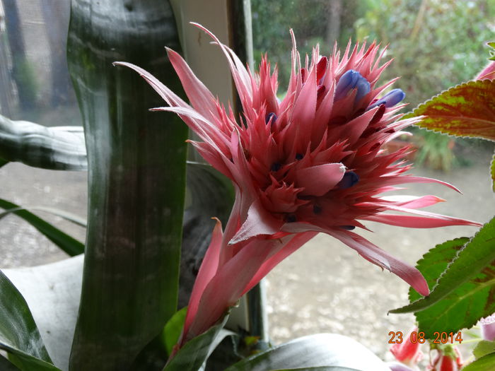 DSC07273 - Aechmea in 2014