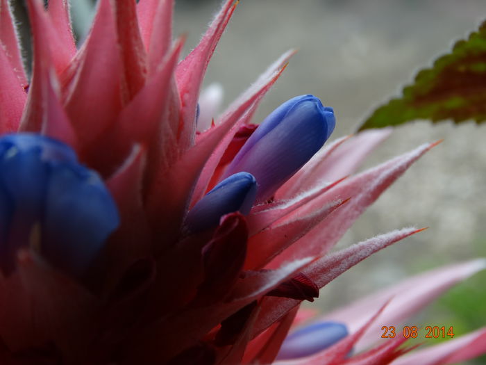 DSC07275 - Aechmea in 2014