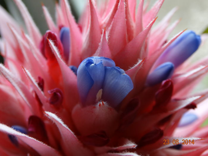 DSC07274 - Aechmea in 2014