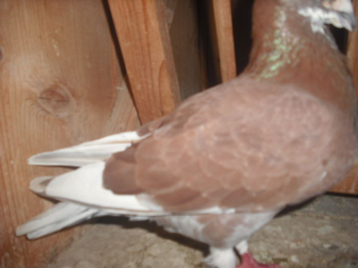 DSCF0451[1] - Porumbel rosu 2003 si porumbel argintiu 2004