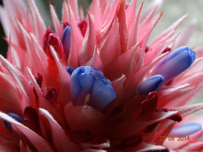 DSC07267 - Aechmea in 2014