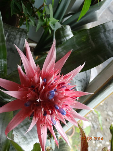 DSC07270 - Aechmea in 2014