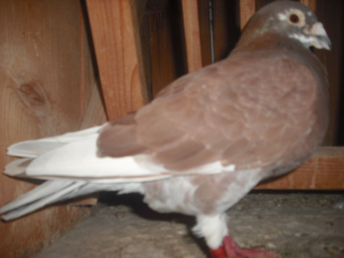 DSCF0459 - Porumbel rosu 2003 si porumbel argintiu 2004