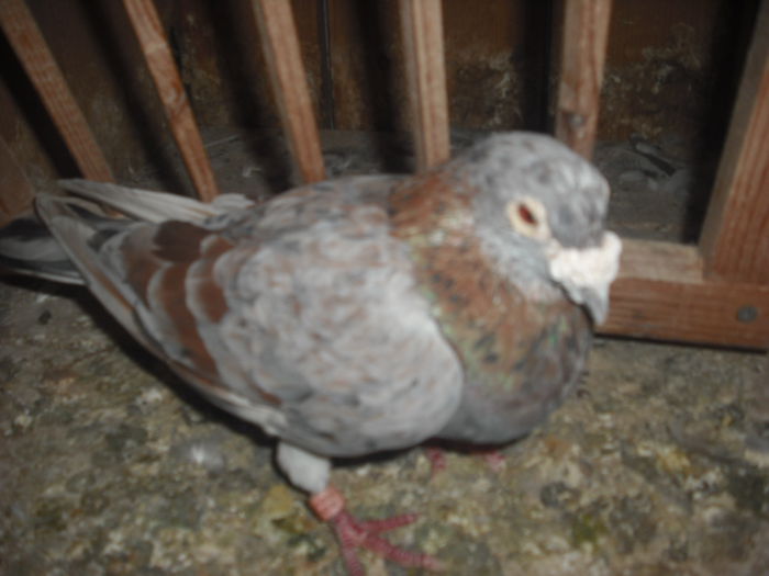 DSCF0460 - Porumbel rosu 2003 si porumbel argintiu 2004