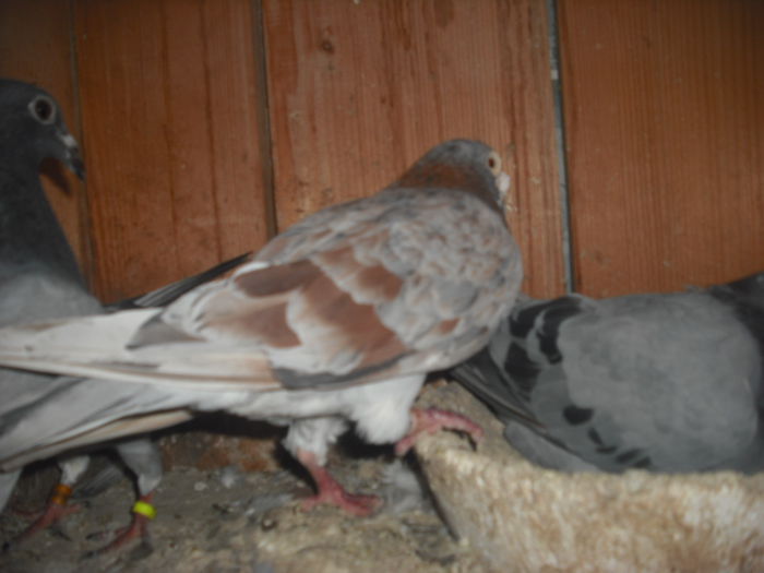 DSCF0467 - Porumbel rosu 2003 si porumbel argintiu 2004