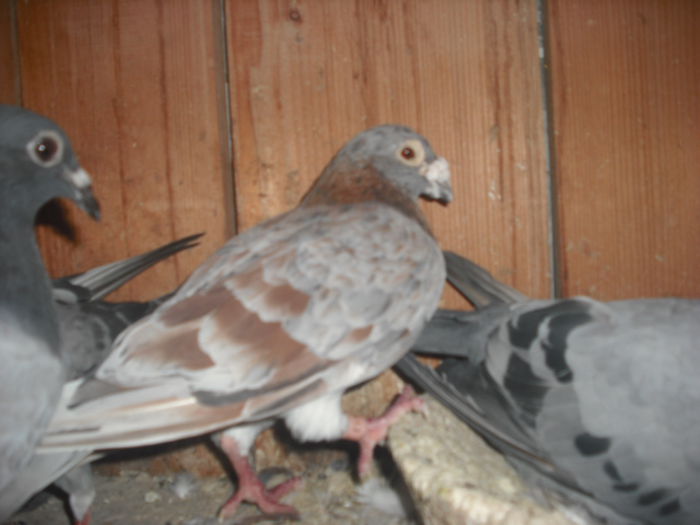DSCF0468 - Porumbel rosu 2003 si porumbel argintiu 2004