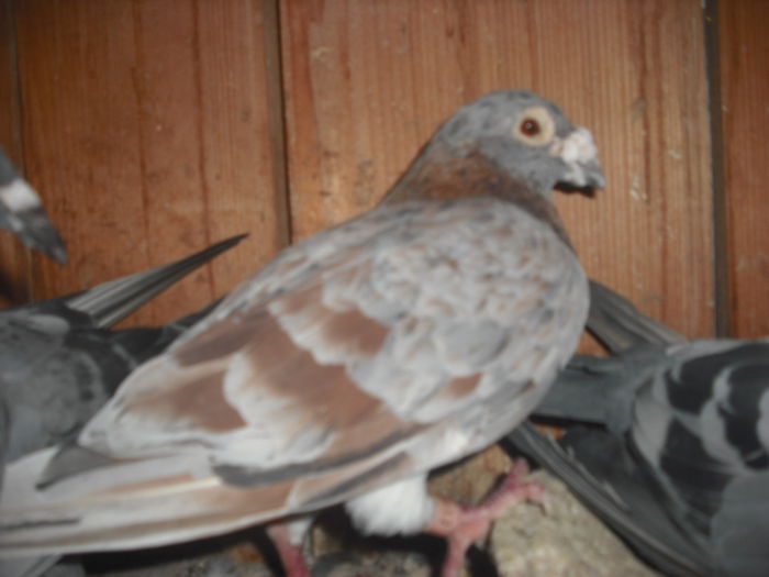 DSCF0469 - Porumbel rosu 2003 si porumbel argintiu 2004