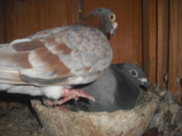 DSCF0471 - Porumbel rosu 2003 si porumbel argintiu 2004
