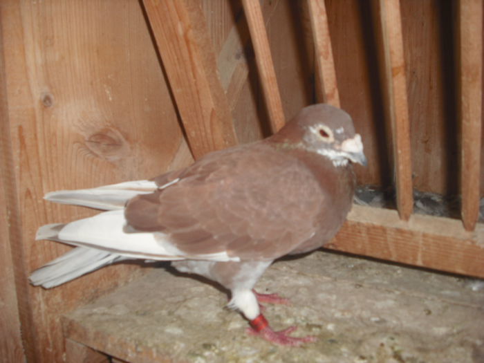 DSCF0478 - Porumbel rosu 2003 si porumbel argintiu 2004