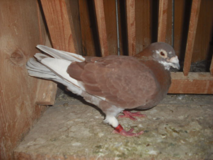 DSCF0479 - Porumbel rosu 2003 si porumbel argintiu 2004