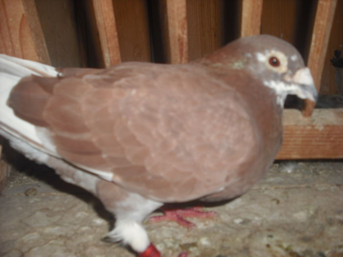 DSCF0480 - Porumbel rosu 2003 si porumbel argintiu 2004