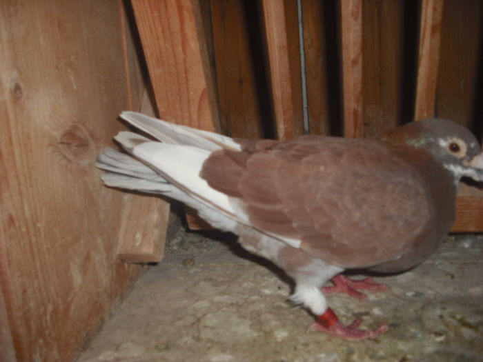 DSCF0481 - Porumbel rosu 2003 si porumbel argintiu 2004