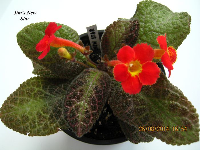 Jims New Star - Episcia_J