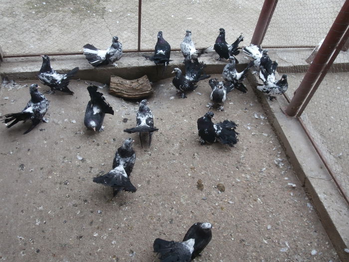 P8260028 - G- Roller de Cluj Vanduti