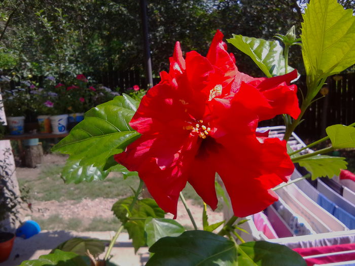 IMG_20140826_125401 - HIBISCUS ROSU