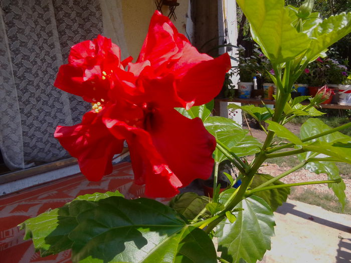 IMG_20140826_125411 - HIBISCUS ROSU