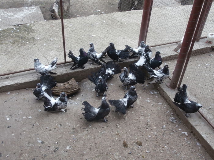 Tineret 2014 - G- Roller de Cluj Vanduti