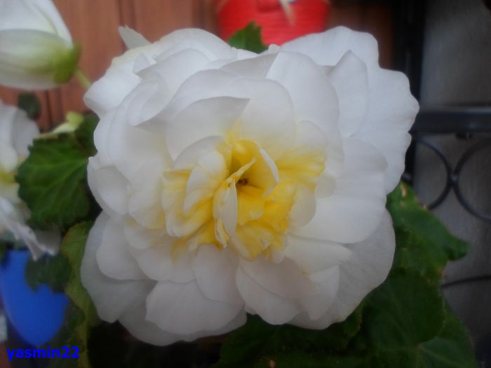 479 iunie 2014 - 5-Begonia